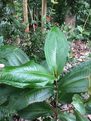 Miconia impetiolaris