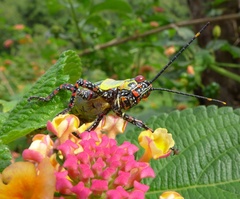 Zonocerus variegatus