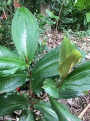 Miconia impetiolaris