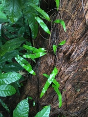 Microgramma lycopodioides