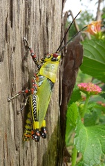 Zonocerus variegatus