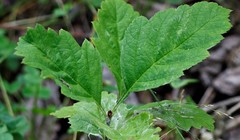 Crataegus chlorosarca