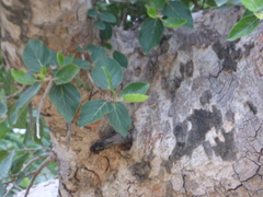 Ficus