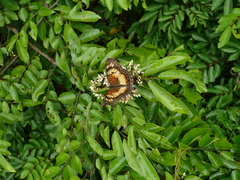 Junonia sophia sophia
