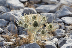 Eryngium spinalba