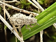 Floresianus sordidus