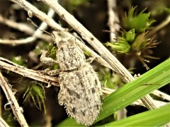 Floresianus sordidus