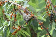 Tamiops maritimus formosanus