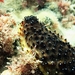 Atlantic Black Sea Cucumber - Photo (c) sofiaconde, some rights reserved (CC BY-NC), uploaded by sofiaconde