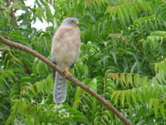 Accipiter badius