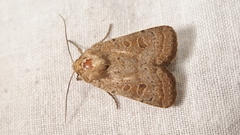 Hoplodrina blanda