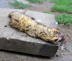 Mustela eversmanii