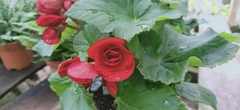 Begonia × tuberhybrida