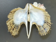 Pteria hirundo