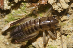 Hemiandrus pallitarsis