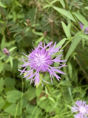 Centaurea × moncktonii