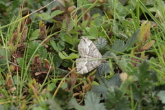 Chrysolarentia
