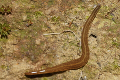 Australopacifica mariae