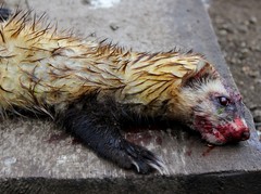 Mustela eversmanii