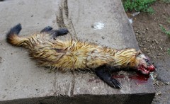 Mustela eversmanii