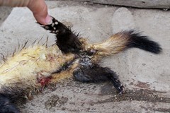 Mustela eversmanii