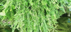 Phyllanthus cochinchinensis