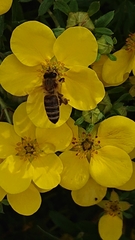 Apis mellifera