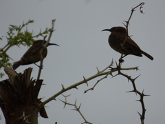 Chalcomitra senegalensis