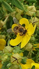 Apis mellifera