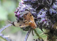 Xyphosia miliaria