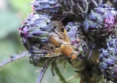 Xyphosia miliaria