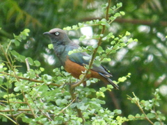 Lamprotornis pulcher