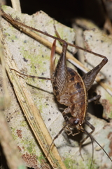 Pleioplectron hudsoni