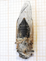 Tettigettula pygmea