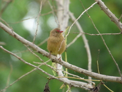 Lagonosticta senegala