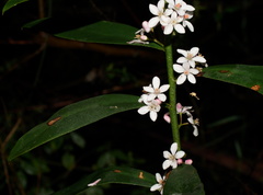 Philotheca myoporoides