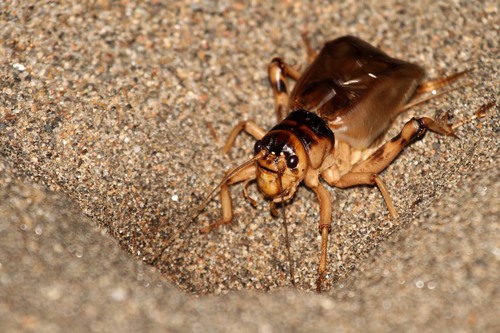 Brachytrupes membranaceus