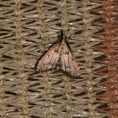 Diplopseustis