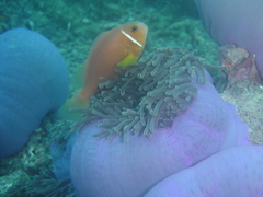 Amphiprion nigripes