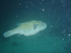 Arothron caeruleopunctatus