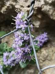 Campanula elatinoides