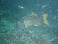 Lethrinus erythracanthus