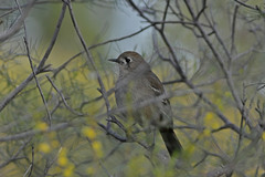 Drymodes brunneopygia