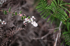Leucopogon amplexicaulis