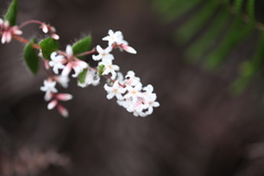 Leucopogon amplexicaulis
