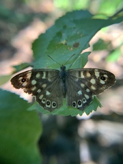 Pararge aegeria