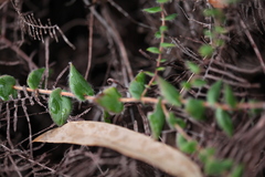 Leucopogon amplexicaulis