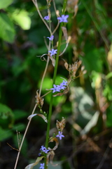 Campanula rapunculus
