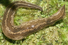 Australopacifica mariae