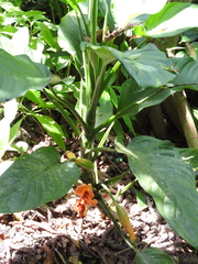 Dieffenbachia wendlandii